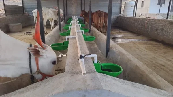 Water Drinking Bowl - Image 5