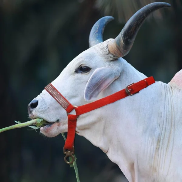 Cow Halter - Image 3