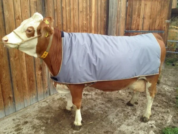 Cow Blanket - Image 2