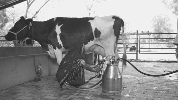 milking machine D.s queen - Image 2